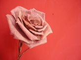 ROSA master
